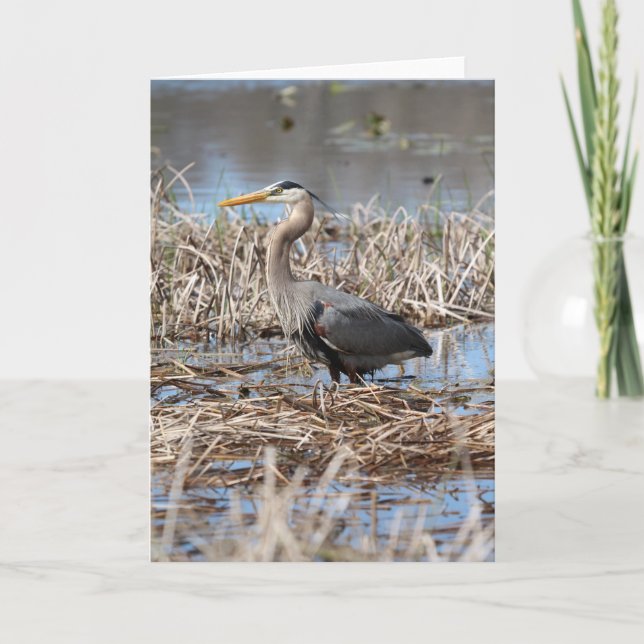 Great Blue Heron Greeting Card (Front)
