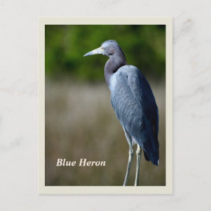 Great Blue Heron Holiday Postcard