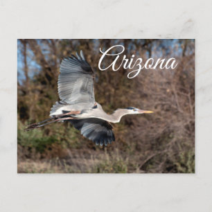 Great Blue Heron In flight, Arizona Postcard