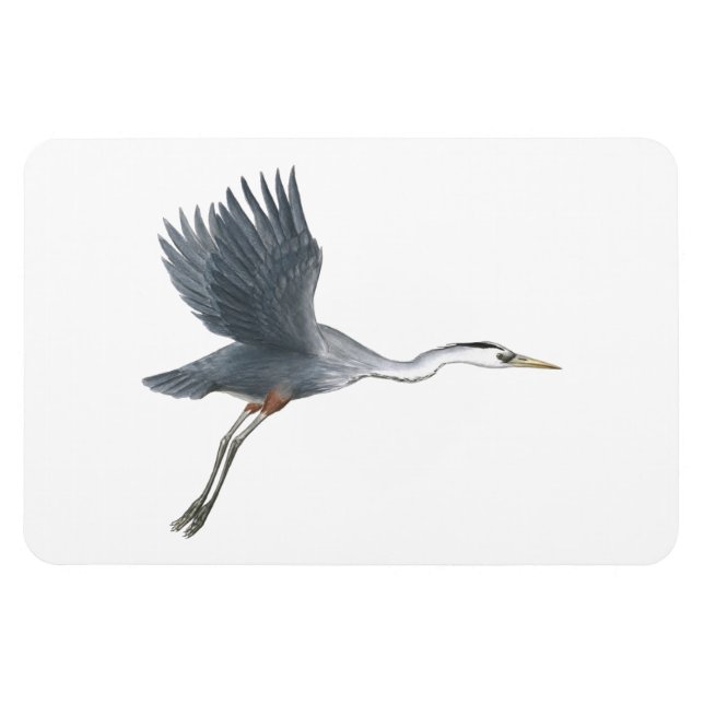Great Blue Heron in Flight Flexi Magnet (Horizontal)