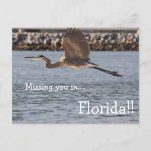 Great Blue Heron In Flight Postcard