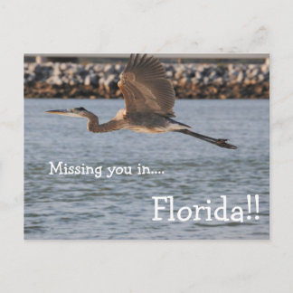 Great Blue Heron In Flight Postcard