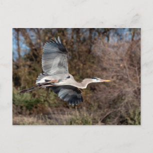 Great Blue Heron In flight Postcard