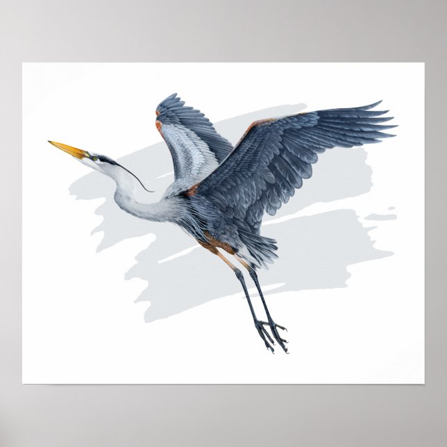 Great Blue Heron in Flight Poster (Front)