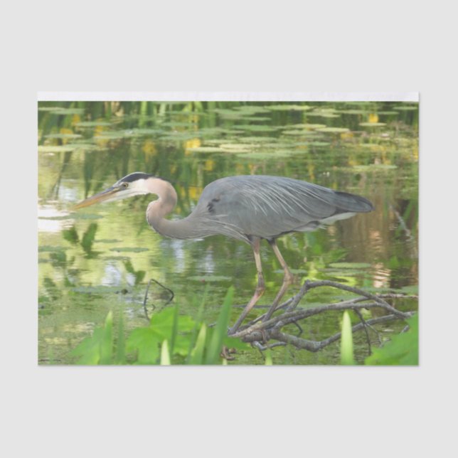 Great Blue Heron In pond- Green Tissue Paper (Front)