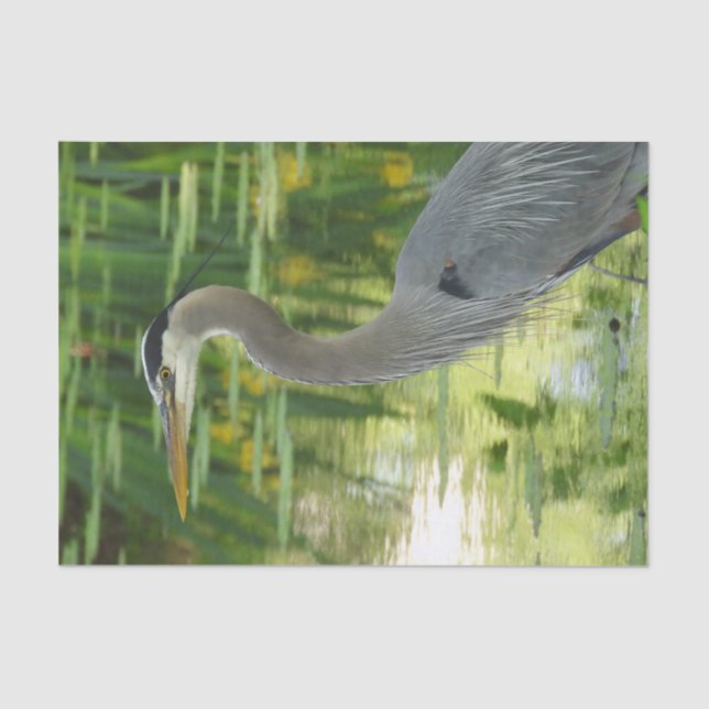 Great Blue Heron In pond- Green Tissue Paper (Front)