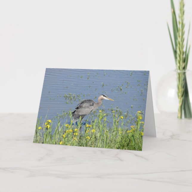 Great Blue Heron in River. Card (Front)
