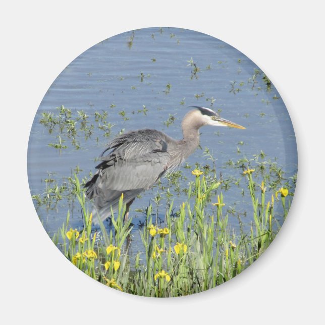 Great Blue Heron in River. Magnet (Front)