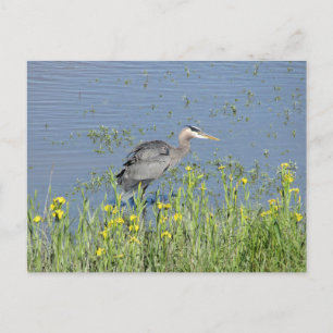 Great Blue Heron in River. Postcard