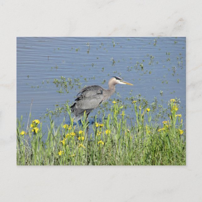 Great Blue Heron in River. Postcard (Front)