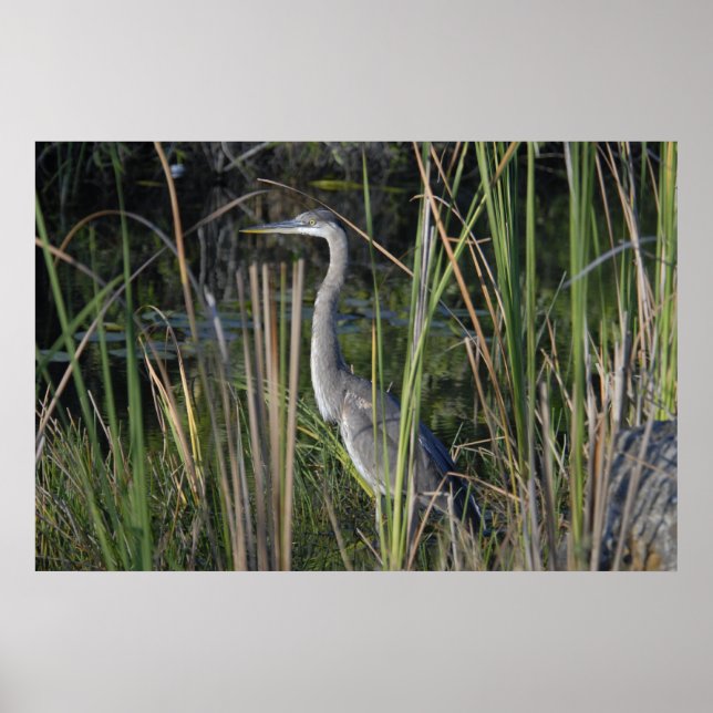 Great Blue Heron in the Everglades Grass Poster (Front)