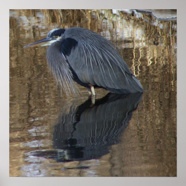 Great Blue Heron in Water Poster (Front)