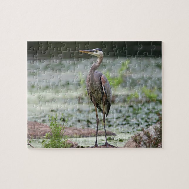 Great blue heron jigsaw puzzle (Horizontal)