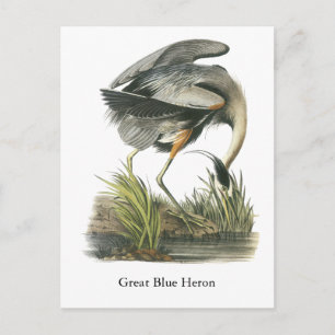 Great Blue Heron, John Audubon Postcard