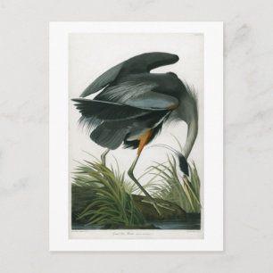 Great Blue Heron, John James Audubon Postcard