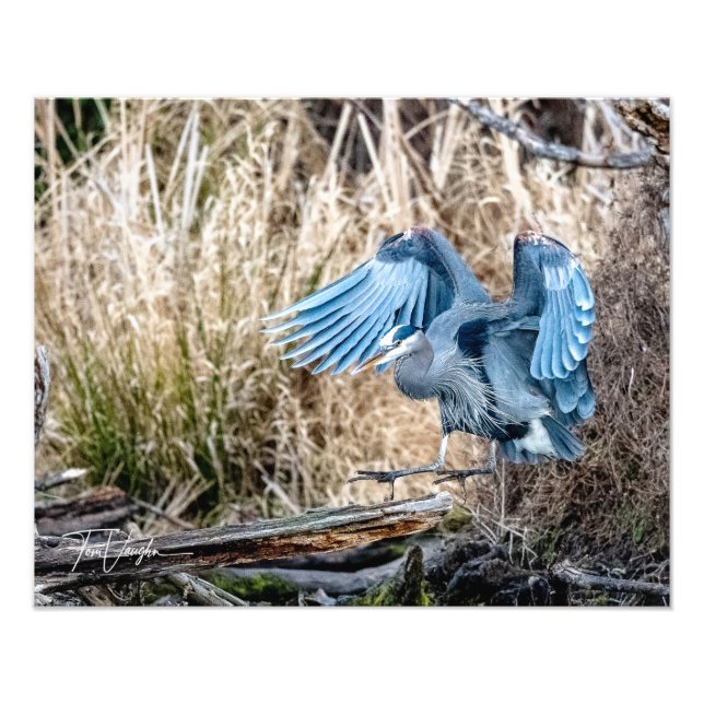 Great Blue Heron Landing - Photo (Front)