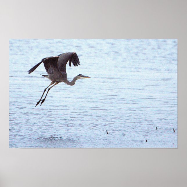 Great Blue Heron Landing Poster (Front)