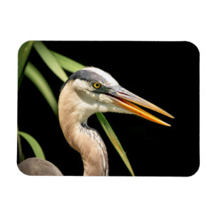 Great Blue Heron Magnet