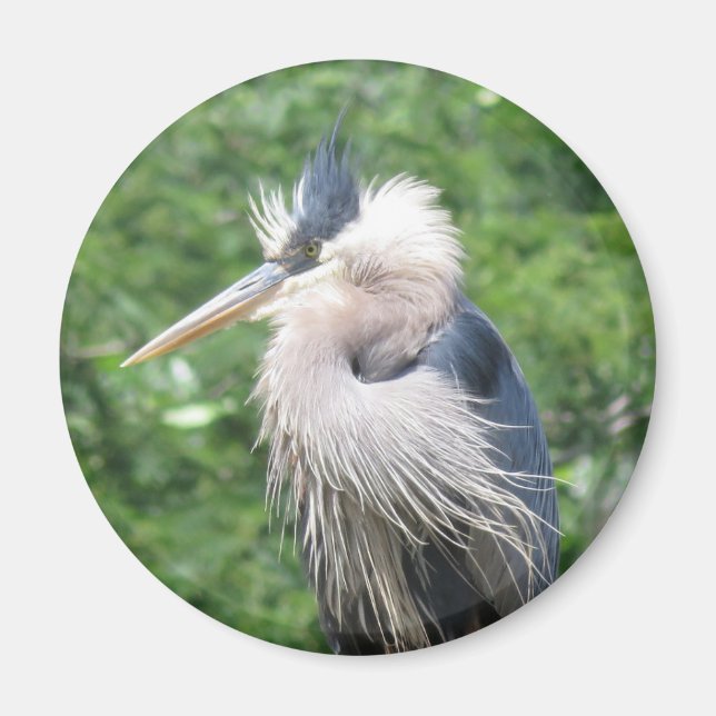 Great Blue Heron magnet (Front)
