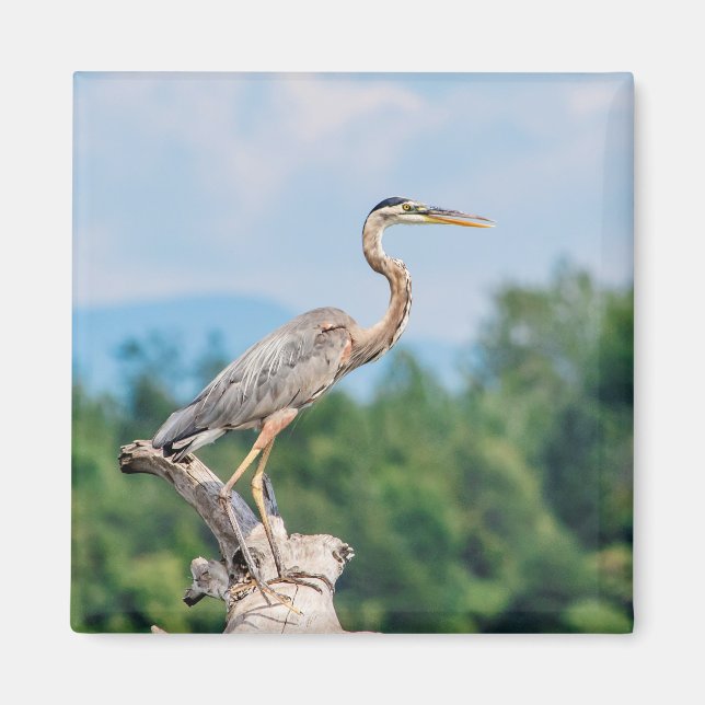 Great Blue Heron Magnet (Front)