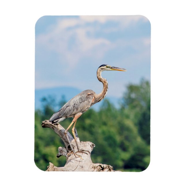 Great Blue Heron Magnet (Vertical)