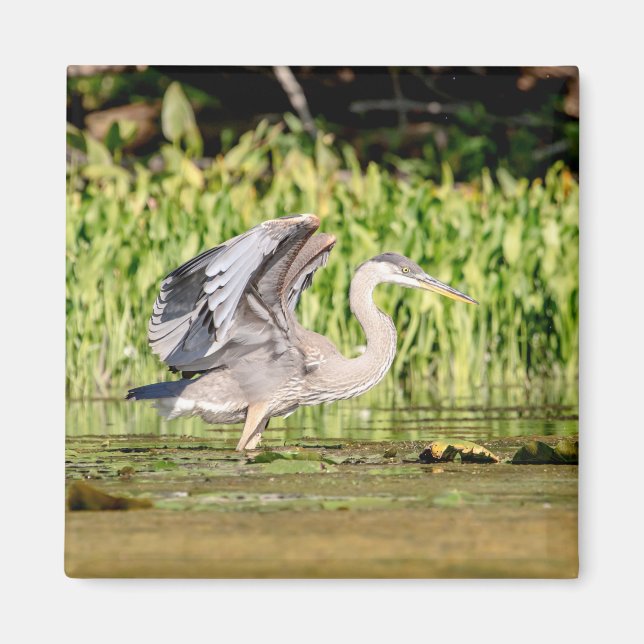 Great Blue Heron Magnet (Front)
