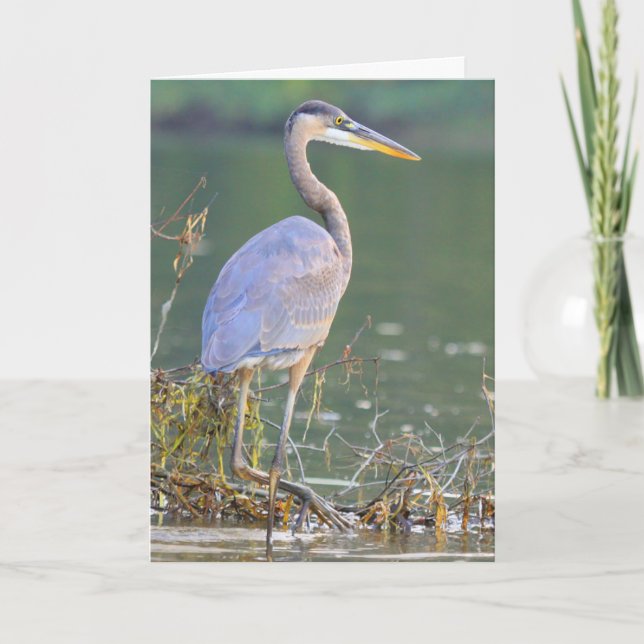 Great Blue Heron Nature Wildlife Birthday Card (Front)