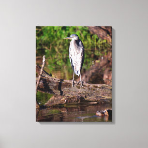 Great Blue Heron on Log Photo Wrapped Canvas 16x20