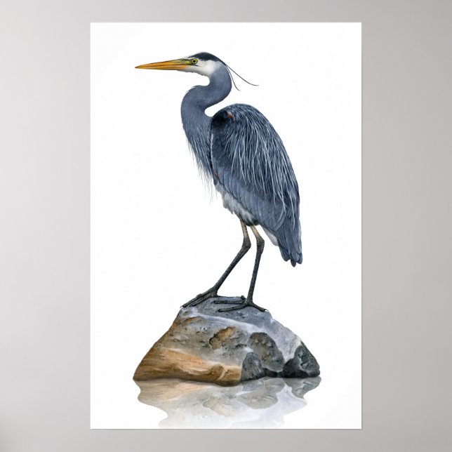 Great Blue Heron on Rock Poster (Front)