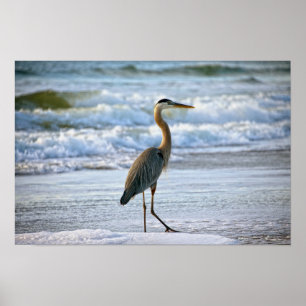 Great Blue Heron on the Beach Poster