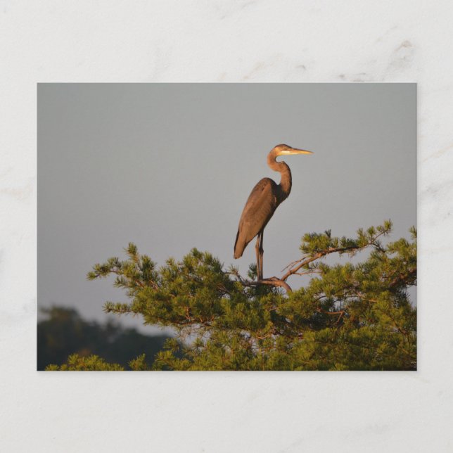 Great Blue Heron On Tree Top Postcard (Front)