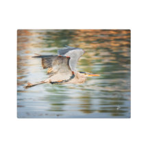 Great Blue Heron Over Lake Wildlife Photography