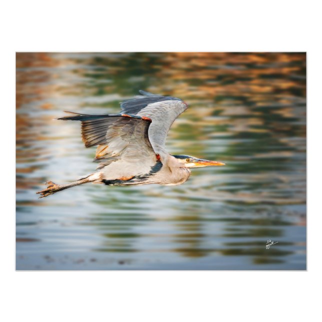 Great Blue Heron Over Lake Wildlife Print (Front)