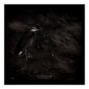 Great Blue Heron P2391 Poster