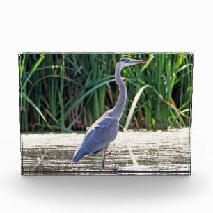 Great Blue Heron Photo Block