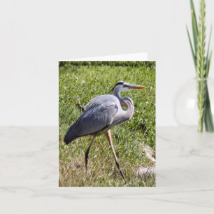 Great Blue Heron Photo Folded Note Card