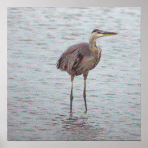 Great Blue Heron Photo Poster