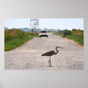 Great Blue Heron Photo Poster