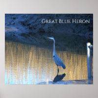 Great Blue Heron Photo Poster