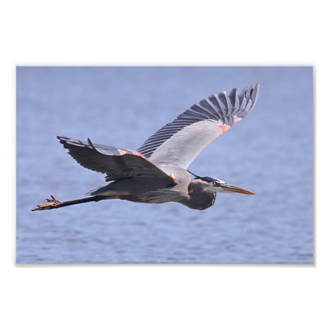 Great Blue Heron Photo Print (Front)