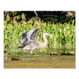 Great Blue Heron Photo Print