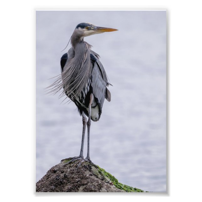Great Blue Heron Photo Print (Front)