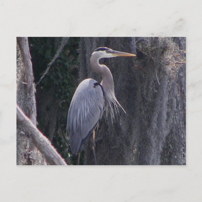 Great Blue Heron Postcard (Front)
