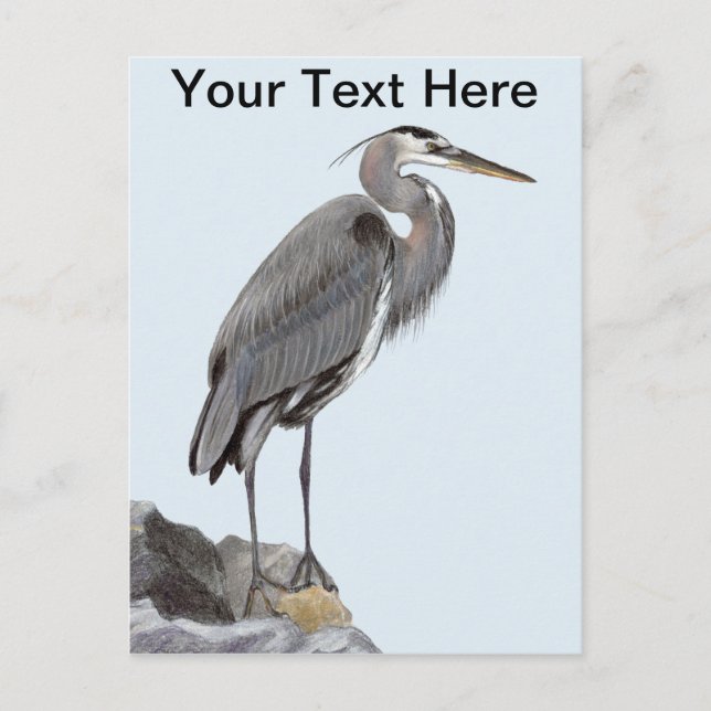 Great Blue Heron Postcard (Front)
