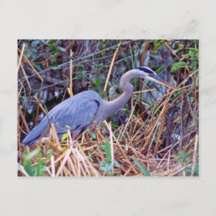 GREAT BLUE HERON POSTCARD