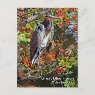 Great Blue Heron Postcard