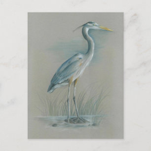 Great Blue Heron Postcard