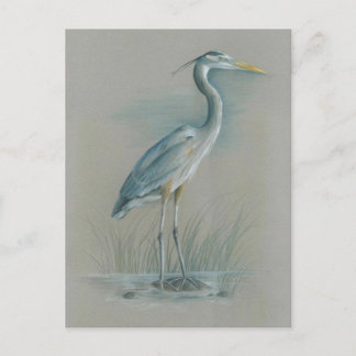 Great Blue Heron Postcard