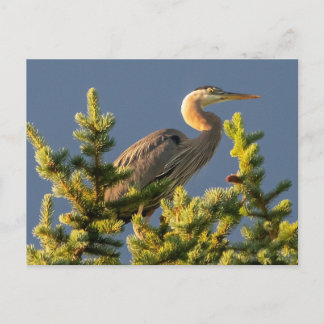 Great Blue Heron Postcard