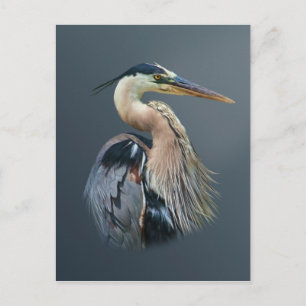 Great Blue Heron Postcard